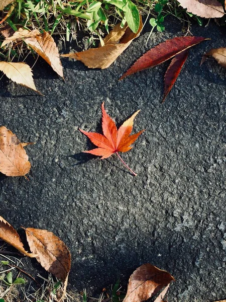 Herfst Natuur Esdoorn Blad Achtergrond — Stockfoto