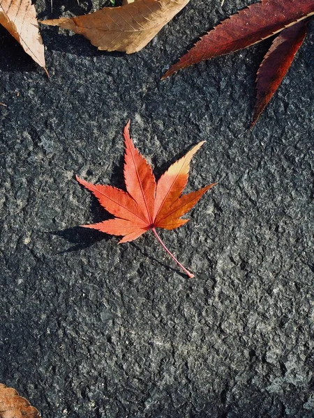 Herfst Natuur Esdoorn Blad Achtergrond — Stockfoto