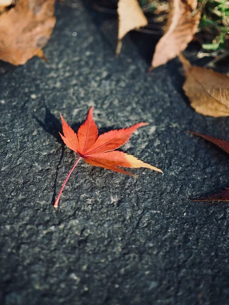 Herfst Natuur Esdoorn Blad Achtergrond — Stockfoto