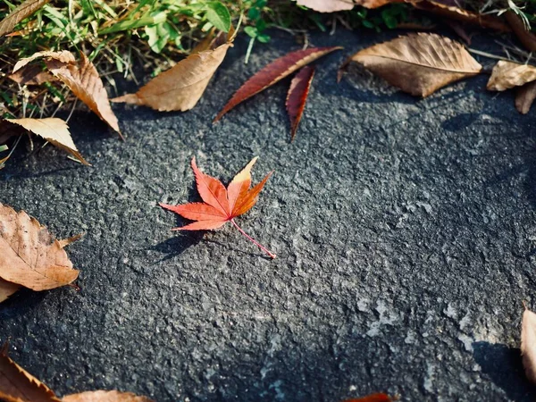Herbst Natur Ahornblatt Hintergrund — Stockfoto