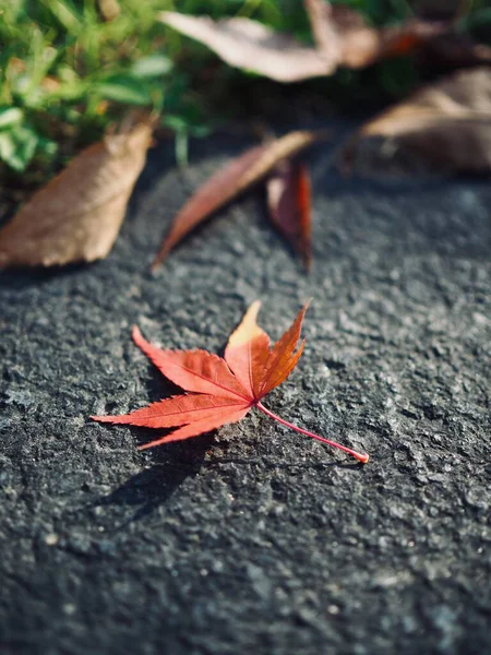 Herfst Natuur Esdoorn Blad Achtergrond — Stockfoto