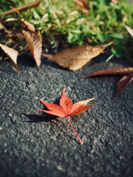 Herfst Natuur Esdoorn Blad Achtergrond — Stockfoto