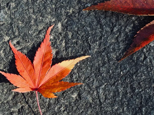 Herfst Natuur Esdoorn Blad Achtergrond — Stockfoto