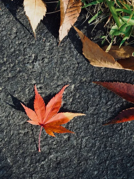 Herbst Natur Ahornblatt Hintergrund — Stockfoto