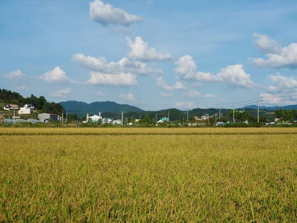 Campos Arroz Coreano Céu Montanhas — Fotografia de Stock