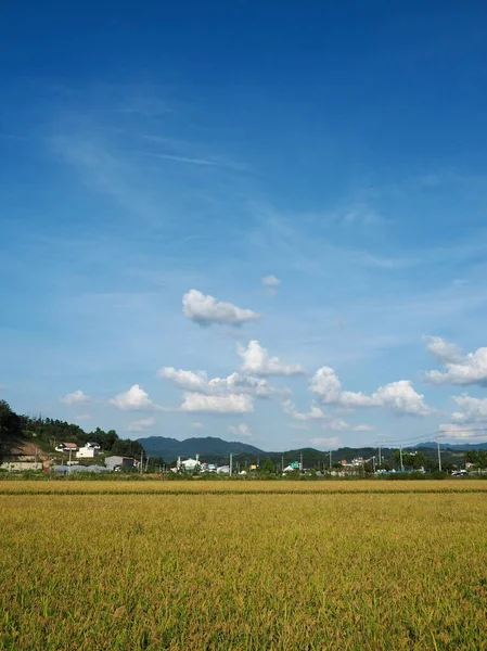 Ladang Padi Korea Langit Dan Pegunungan — Stok Foto