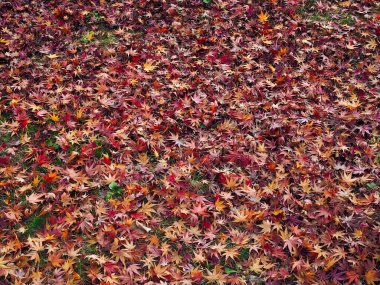 Sonbahar doğa akçaağaç yaprağı arka planı