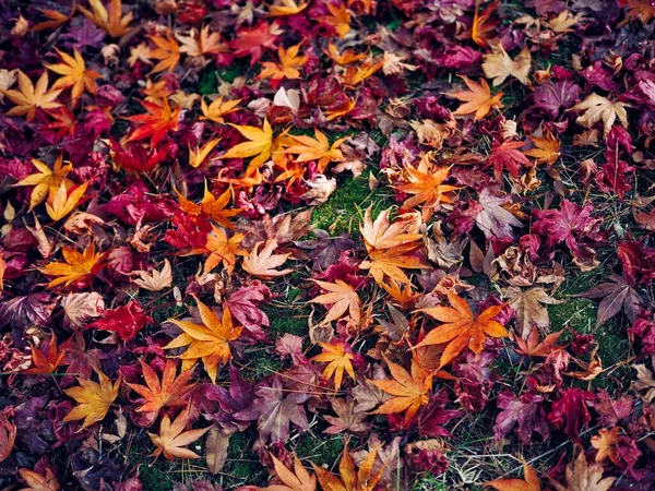 Outono Natureza Bordo Folha Fundo — Fotografia de Stock