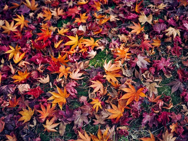 Herbst Natur Ahornblatt Hintergrund — Stockfoto