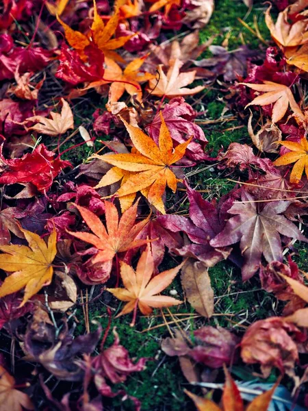 Herfst Natuur Esdoorn Blad Achtergrond — Stockfoto