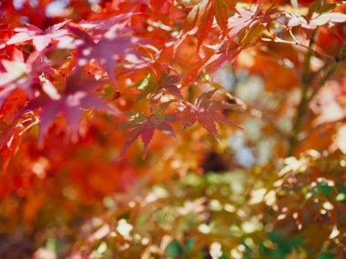 Kore 'de sonbahar akçaağaç manzarası