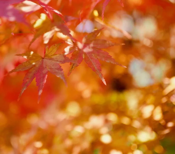 Paesaggio Dell Acero Autunnale Corea — Foto Stock