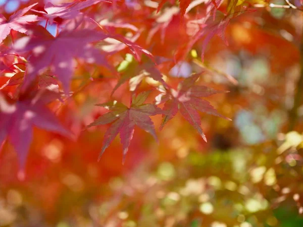 Paesaggio Dell Acero Autunnale Corea — Foto Stock