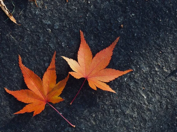 Herfst Natuur Esdoorn Blad Achtergrond — Stockfoto