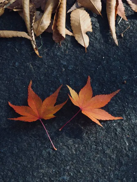 Herfst Natuur Esdoorn Blad Achtergrond — Stockfoto