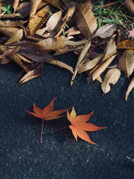 Herbst Natur Ahornblatt Hintergrund — Stockfoto