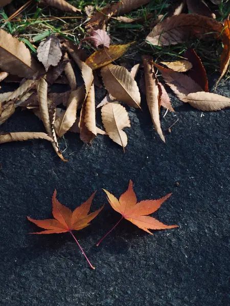 秋天的自然枫叶背景 — 图库照片