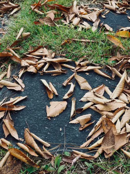 Podzim Spadl Listí Pozadí Lese — Stock fotografie