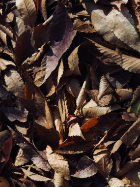 Ormanda sonbaharda dökülen yapraklar