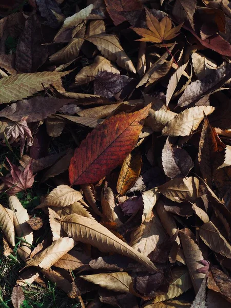 Autumn Fallen Leaves Background Forest — Stock Photo, Image