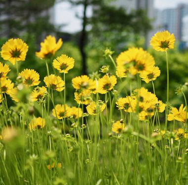  Sonbahar kozmosu çiçek manzarası, yabani çiçekler.