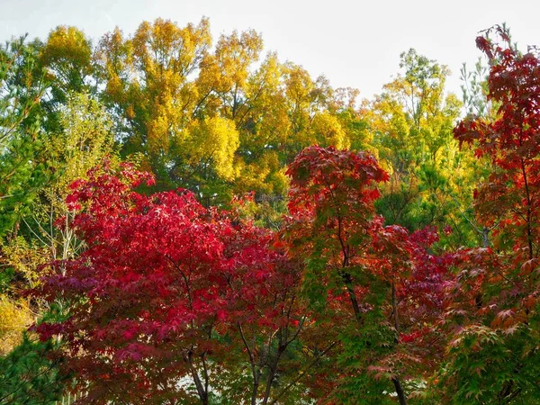 Otoño Arce Árbol Paisaje Corea — Foto de Stock