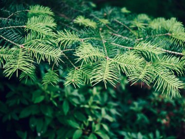 Orman yeşil çam iğneleri arka plan