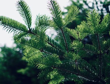 Orman yeşil çam iğneleri arka plan