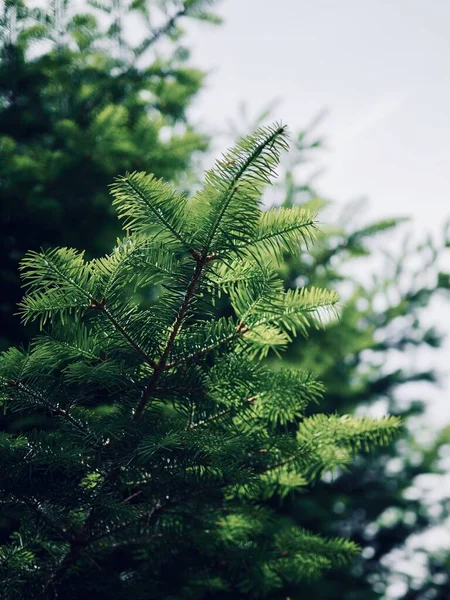 Wald Grüne Kiefernnadeln Hintergrund — Stockfoto