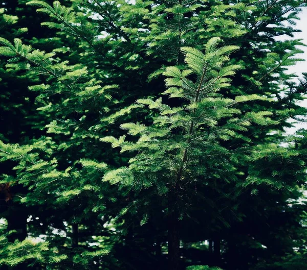 Δάσος Πράσινο Πεύκο Βελόνες Φόντο — Φωτογραφία Αρχείου