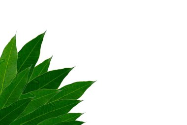 Güzel reklam etkinlikleri için yeşil mango yaprağı arka planı.