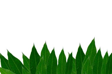 Güzel reklam etkinlikleri için yeşil mango yaprağı arka planı.