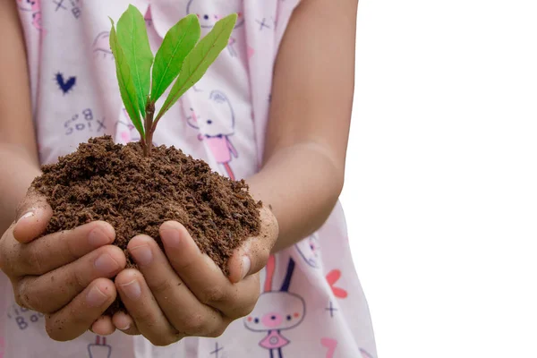 Mudas Nas Mãos Uma Menina Asiática Que Coração Foi Plantado — Fotografia de Stock