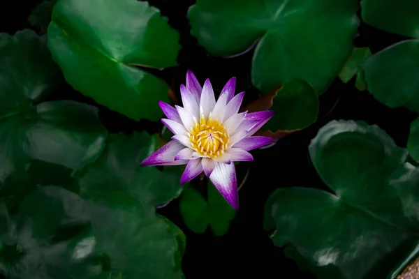 池に咲く花弁に水滴のついた美しい白紫色の蓮の花と周りの緑の蓮の葉 — ストック写真