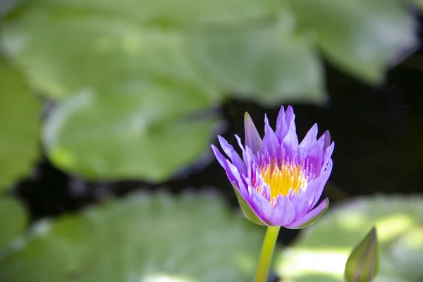 Beautiful White Purple Lotus Flowers Water Droplets Petals Blossom Pond — Stock Photo, Image