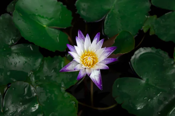 池に咲く花弁に水滴のついた美しい白紫色の蓮の花と周りの緑の蓮の葉 — ストック写真