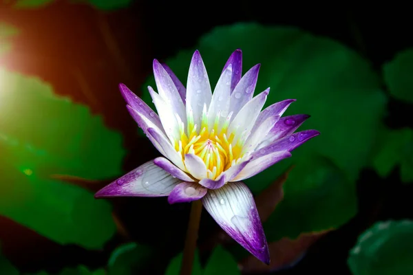 池に咲く花弁に水滴のついた美しい白紫色の蓮の花と周りの緑の蓮の葉 — ストック写真