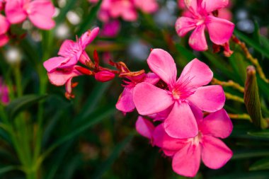 Çiçek açan pembe zakkum çiçekleri ya da bahçede neryum. Seçici odaklanma. Uzayı kopyala Çiçek açan bahar, egzotik yaz, güneşli kadın günü konsepti