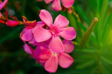 Çiçek açan pembe zakkum çiçekleri ya da bahçede neryum. Seçici odaklanma. Uzayı kopyala Çiçek açan bahar, egzotik yaz, güneşli kadın günü konsepti