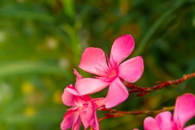 Çiçek açan pembe zakkum çiçekleri ya da bahçede neryum. Seçici odaklanma. Uzayı kopyala Çiçek açan bahar, egzotik yaz, güneşli kadın günü konsepti