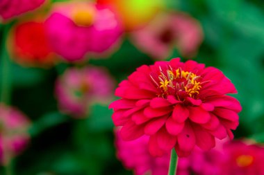 Bahçede güzel, çekici bir Kızıl Zinnia 'nın (Zinnia ihlali) yakın çekimi..
