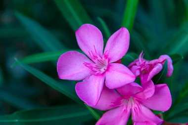 Çiçek açan pembe zakkum çiçekleri ya da bahçede neryum. Seçici odaklanma. Uzayı kopyala Çiçek açan bahar, egzotik yaz, güneşli kadın günü konsepti