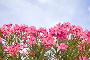 Çiçek açan pembe zakkum çiçekleri ya da bahçede neryum. Seçici odaklanma. Uzayı kopyala Çiçek açan bahar, egzotik yaz, güneşli kadın günü konsepti