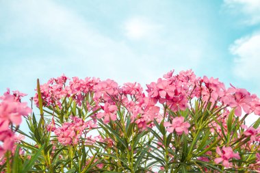 Çiçek açan pembe zakkum çiçekleri ya da bahçede neryum. Seçici odaklanma. Uzayı kopyala Çiçek açan bahar, egzotik yaz, güneşli kadın günü konsepti