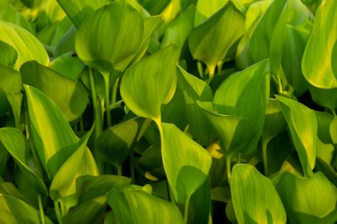 Güzel sümbül yeşili yapraklar yağmurdan sonra, çiçek açmaya hazır..
