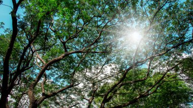 Büyük yeşil ağacın altında. Doğa bileşimi.