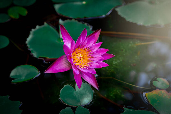 Ярко-розовые и фиолетовые цветы лотоса, цветущие на теплом утреннем солнце. В окружении зеленых листьев лотоса
