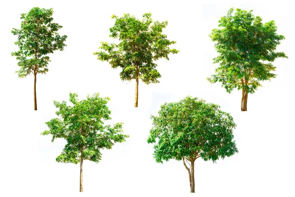 stock image Set of beautiful natural trees and beautiful big trees isolated on a white background