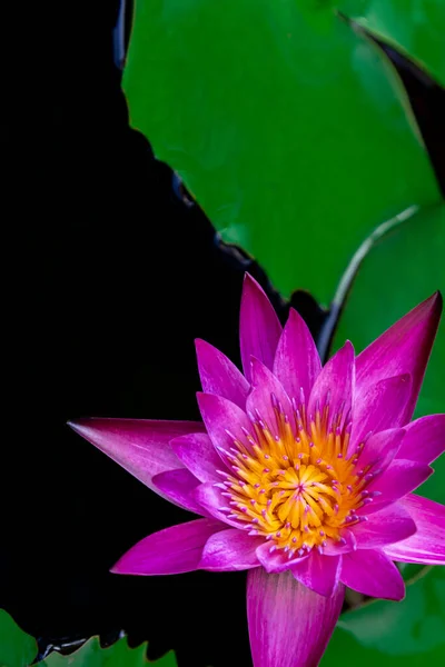 Bright pink and purple lotus flowers blooming in the warm morning sun. Surrounded by green lotus leaves