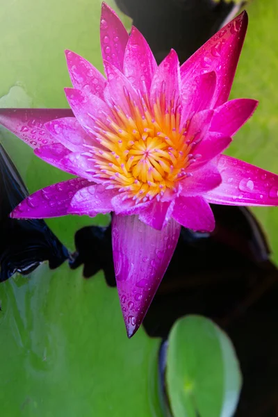 Bright pink and purple lotus flowers blooming in the warm morning sun. Surrounded by green lotus leaves
